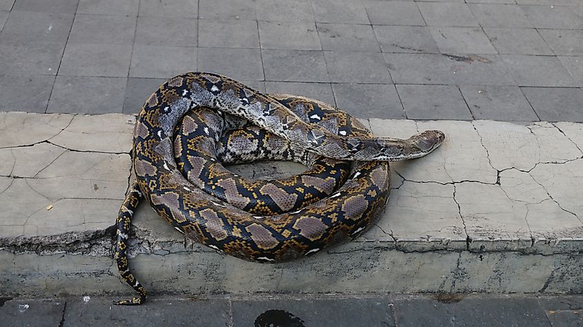 A reticulated python on concrete.