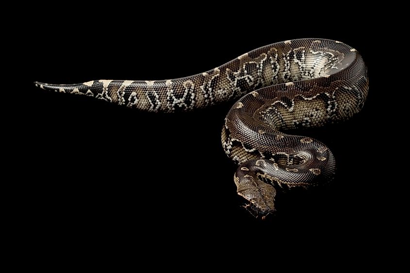 A Borneo python with tan body and brown blotching on the forest floor.