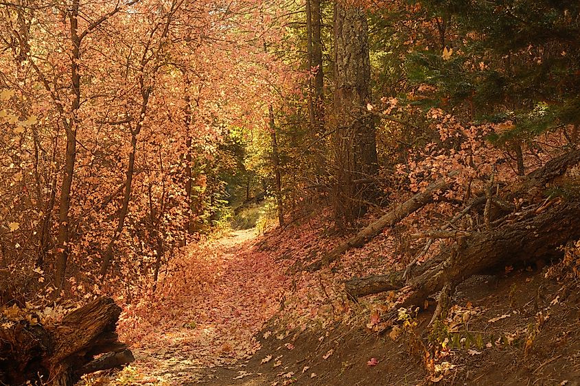 Autumn foliage in the town of Ruidoso, New Mexico.