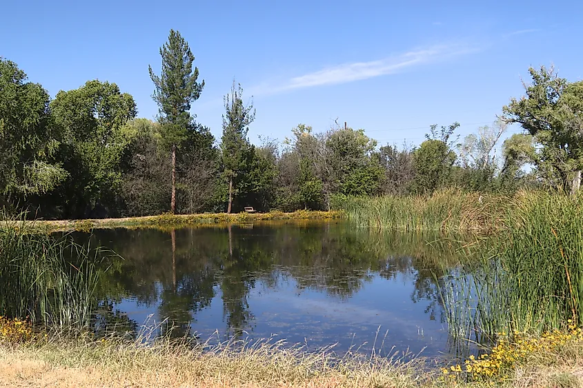 Pond at Holy Trinity Monastery, Benson, Arizona