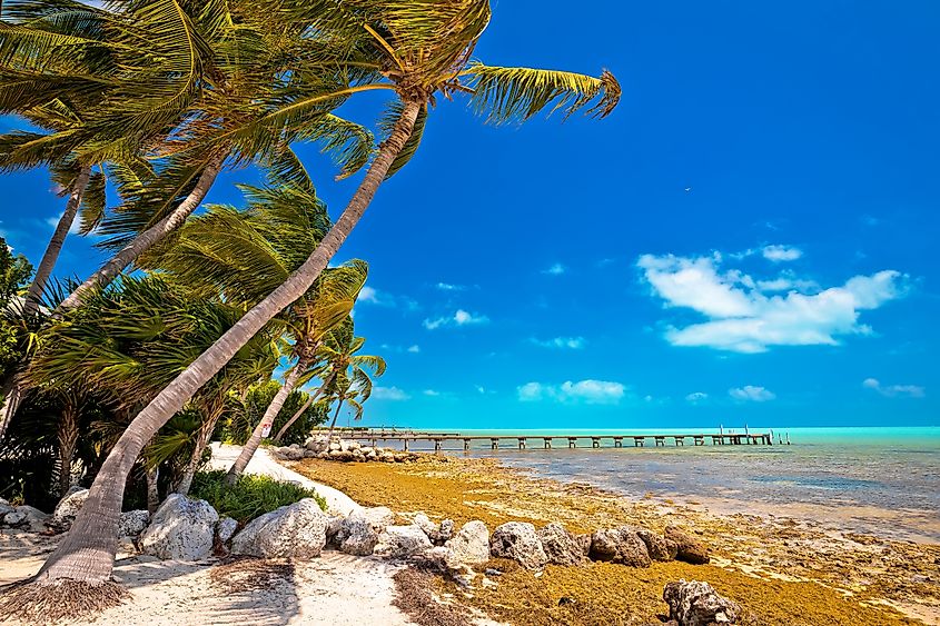 Idyllic palm beach in Islamorada on Florida Keys, Florida state of USA. 