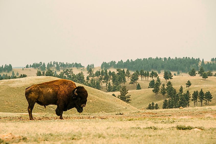 Bison at Wind Cave National Park