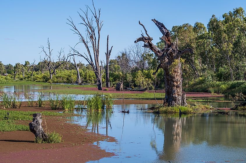 Murray River National Park near Loxton, South Australia.