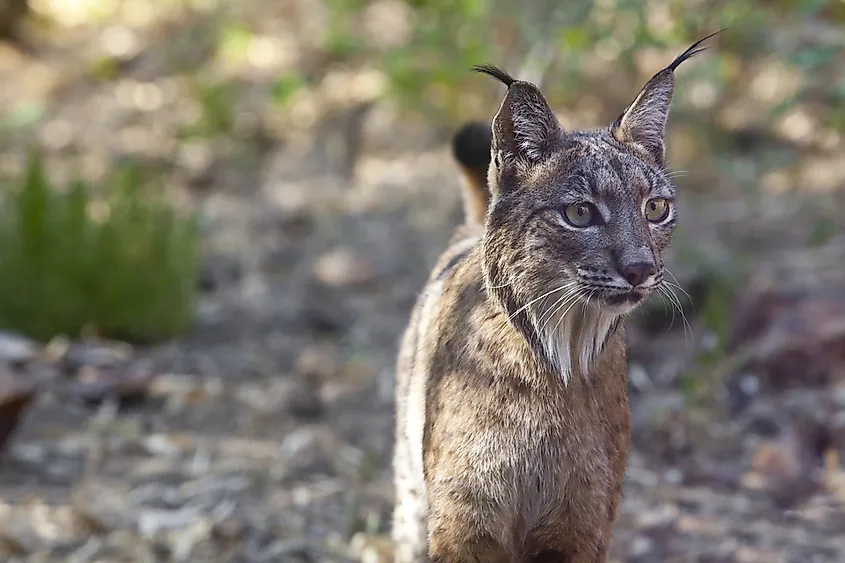 The Iberian lynx is the world’s most endangered species of cat and can be found in Spain.