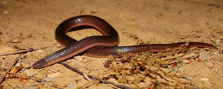  Eastern worm snake (carphophis amoenus amoenus) 