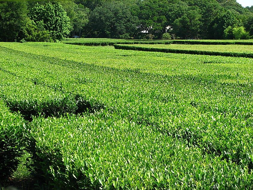 Tea Plantation in Charleston, South Carolina