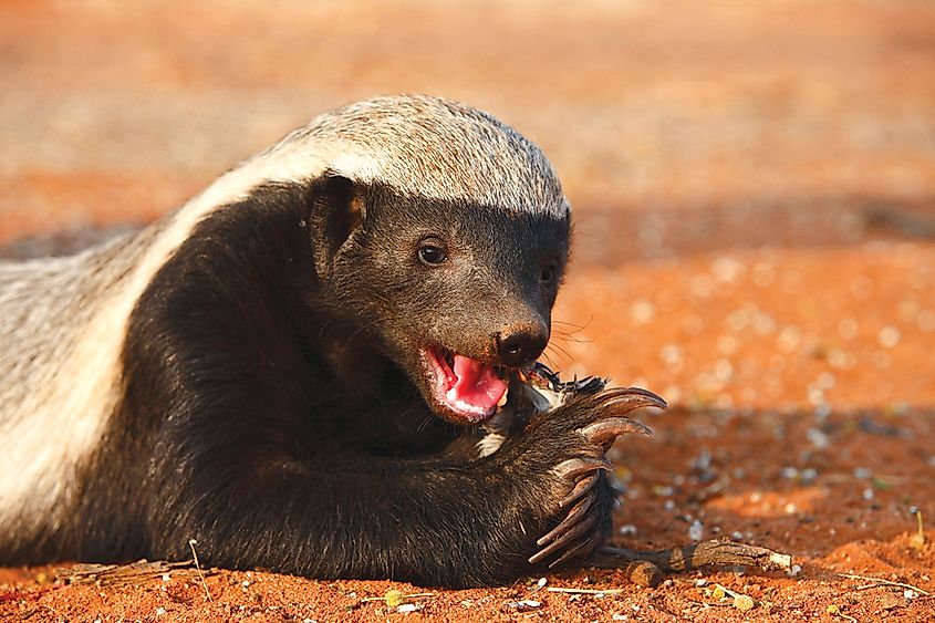 10-true-facts-about-the-legendary-honey-badger-worldatlas