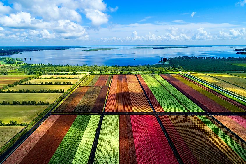 The colorful world-famous Caladium flower growing fields in Lake Placid, Florida.