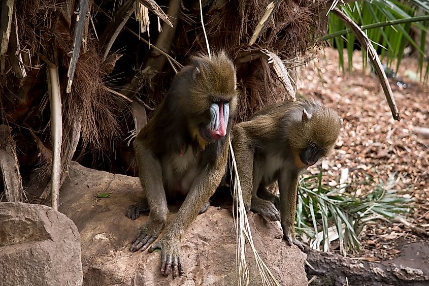 Young mandrill is playing next to his mother