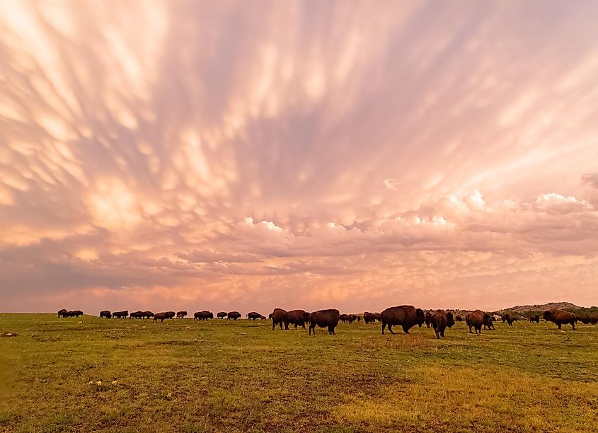 Sunset view of beautiful clouds and many bison walking in Wichita Mountains National Wildlife Refuge at Oklahoma.