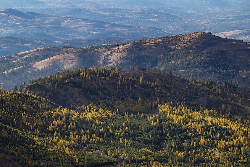 Rolling hills in Colville National Forest during autumn.