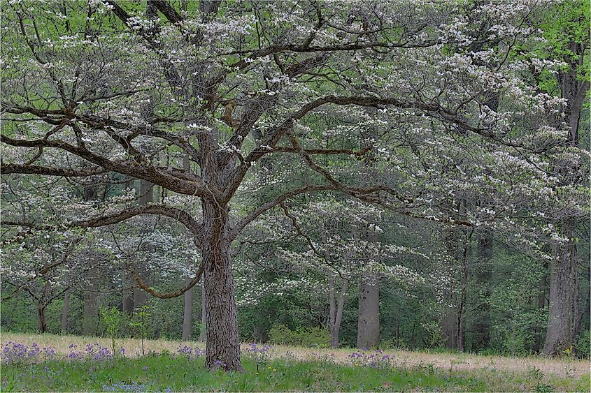 Mt. Cuba Center, Hockessin, Delaware