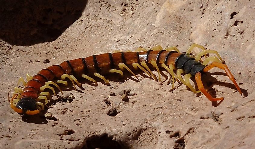 A venomous Arizona giant centipede in Tonto Natural Bridge State Park, Arizona.