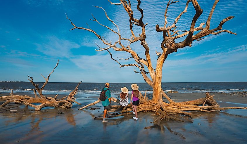 Family on Driftwood Beach on Jekyll Island, Georgia, USA.