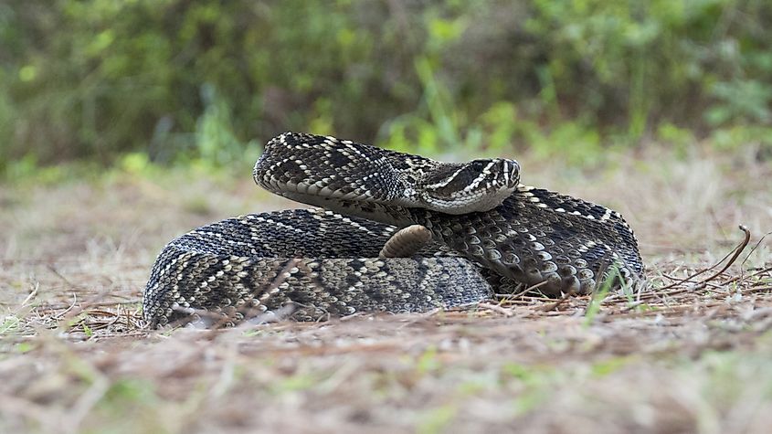 Eastern Diamondback Rattlesnake.