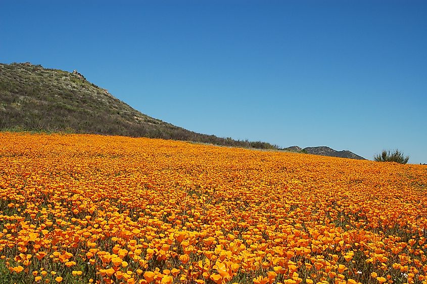 Flowers blooming in the hills near Murrieta in California.