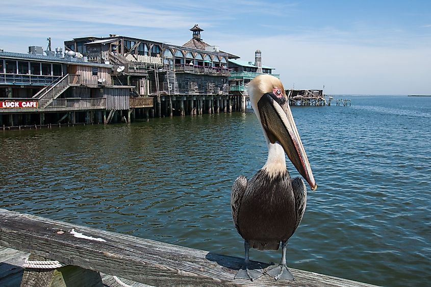 Brown pelican standing on a wooden pier overlooking the water, Cedar Key, Florida.