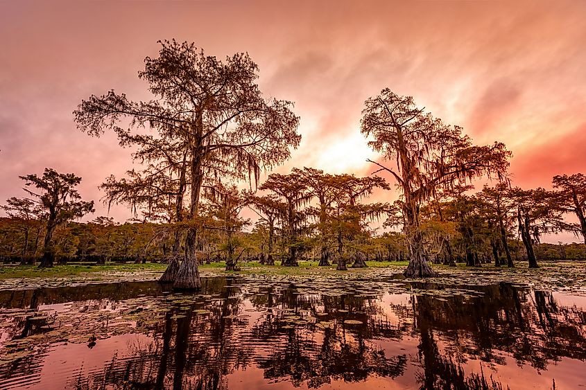 The beauty of the Caddo Lake with trees and their reflections at sunrise.