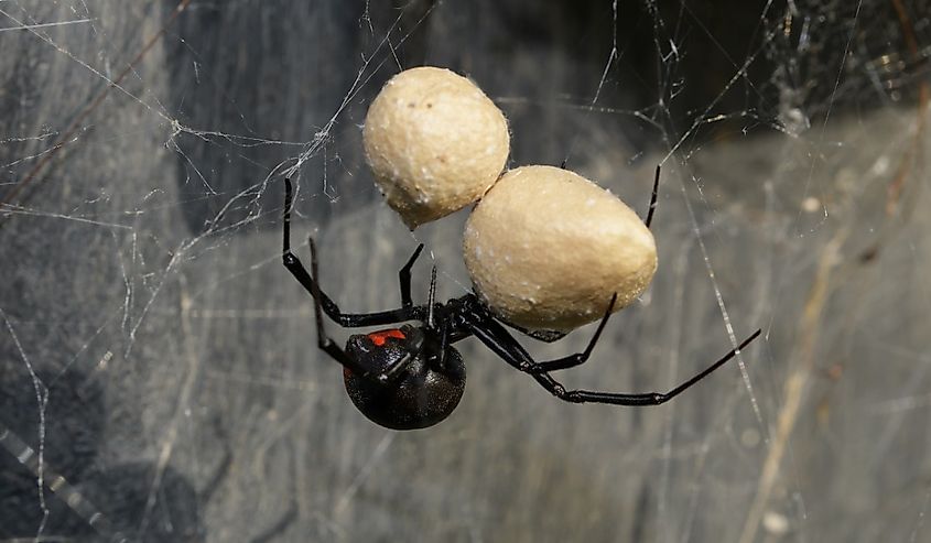 Female Southern Black Widow spider guarding her two egg sacs, hanging on her web.