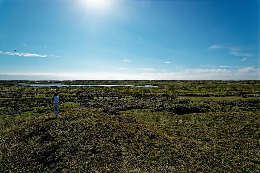 A person walking across a grassy dune landscape under a bright blue sky in Nature Reserve De Bollekamer, part of Texel Dunes National Park