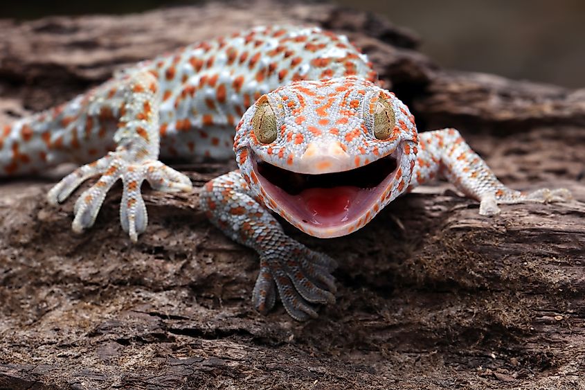 View of the tokay gecko in the wild.