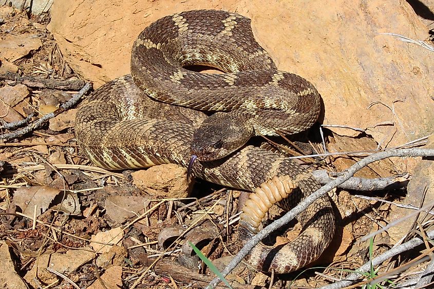 A Northern Pacific Rattlesnake in defensive position