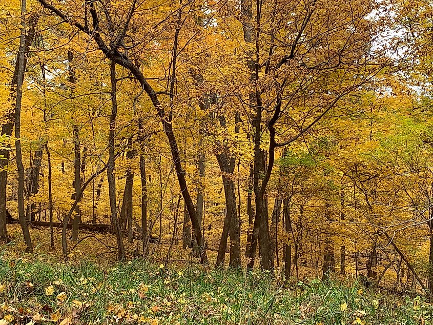 Fall foliage at Palisades-Kepler State Park near Mount Vernon, Iowa.