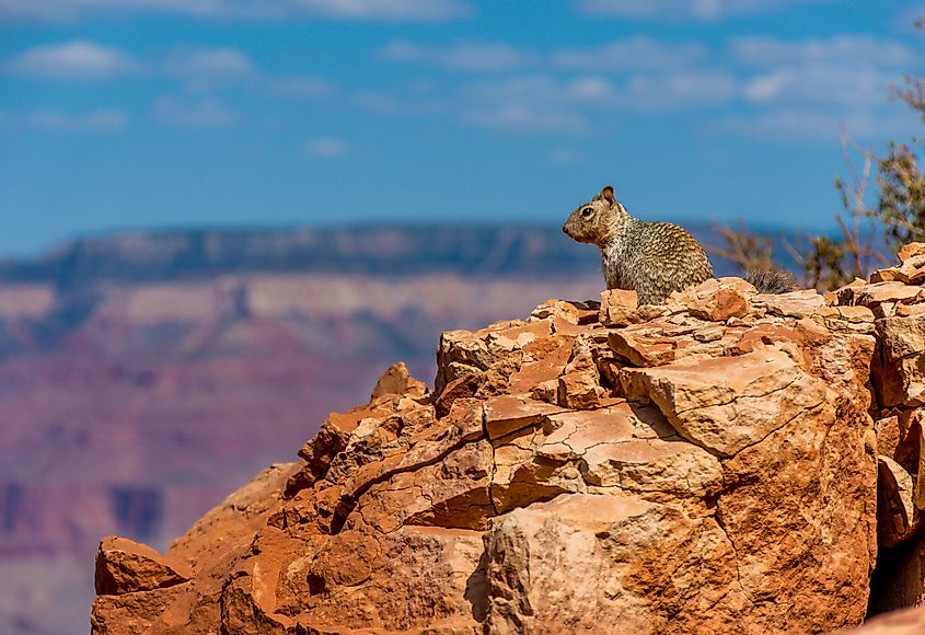 South Rim Grand Canyon South Kaibab Trail Squirrel