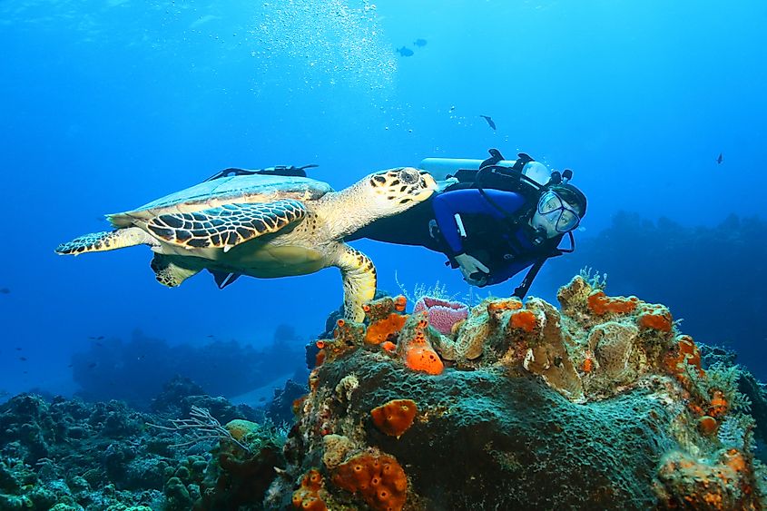 marine life gulf of mexico