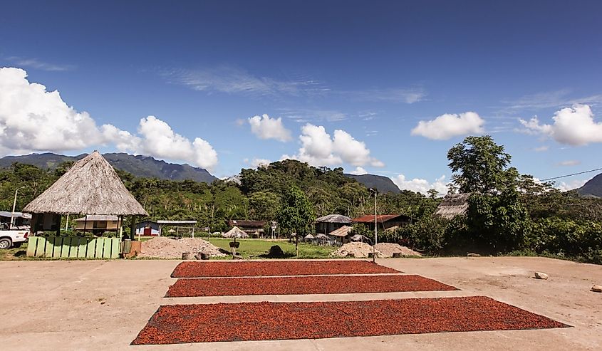 A photo of collecting and drying cocoa beans in Huayhuantillo village near Tingo Maria in Peru,