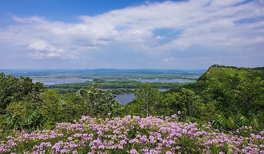 A Mississippi River scenic landscape with wildflowers in the foreground.