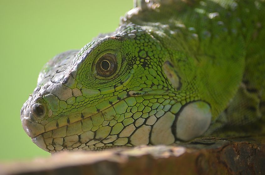 What Animals Live In The Amazon Rainforest WorldAtlas