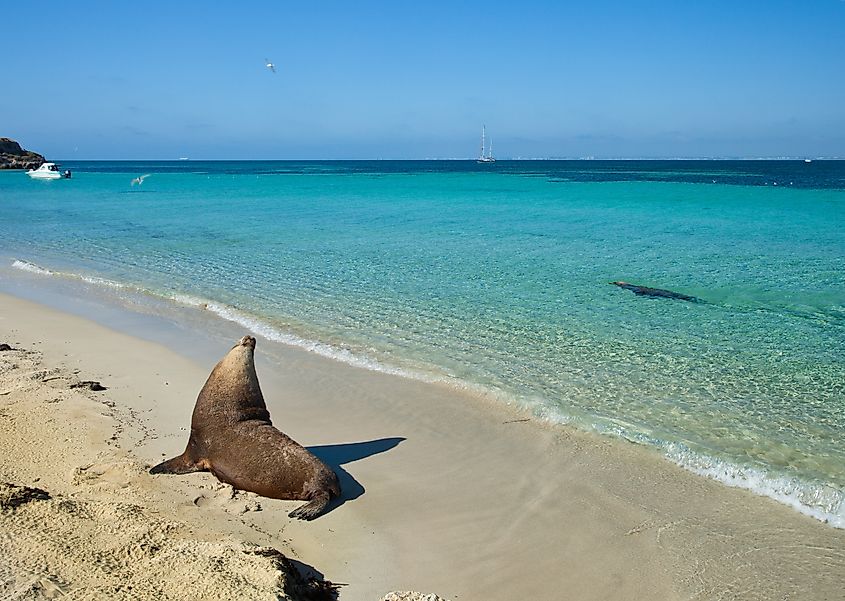 Carnac Island off the coast of Perth, Western Australia