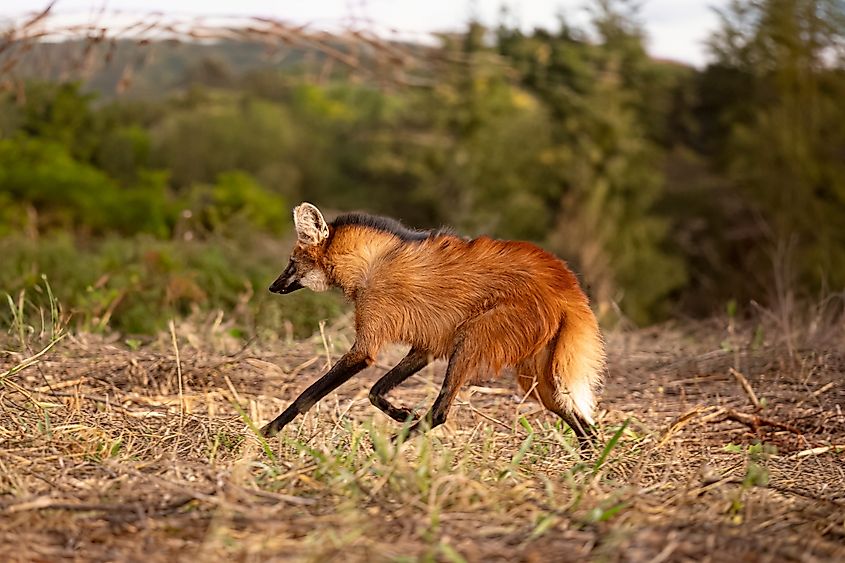 A maned wolf on the move.