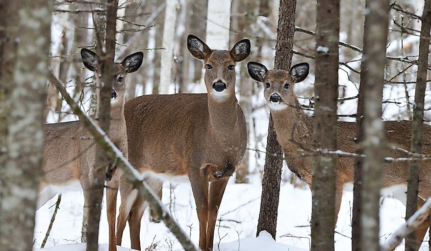 Northern Maine Whitetail Deer in a yard