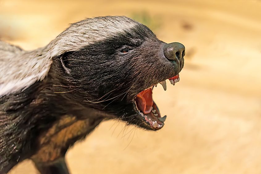 Honey badger's roars, close-up. Via Shutterstock / Melnikov Dmitriy
