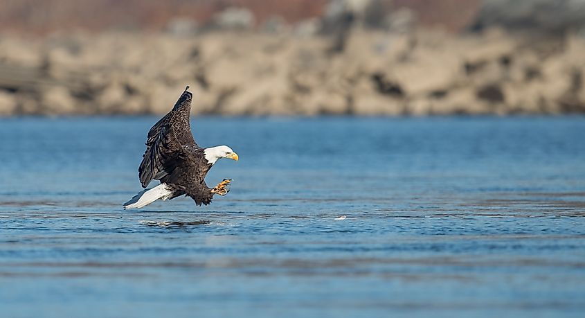 Bald Eagle fishing.