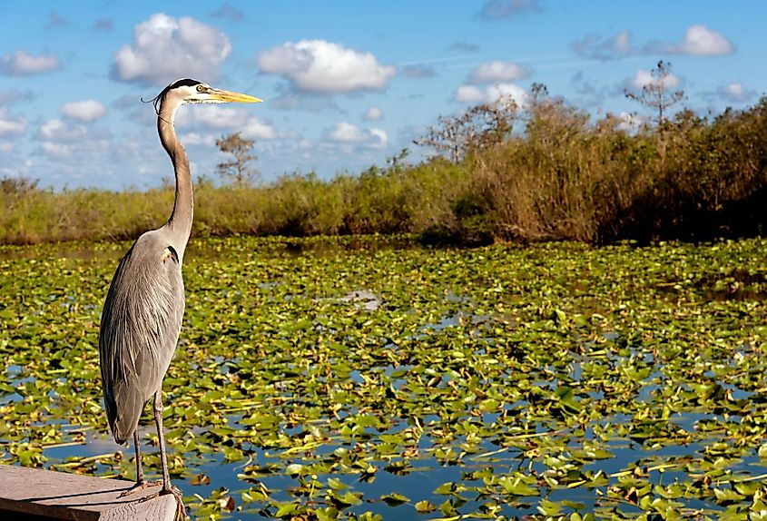 Nature in the Everglades National Park, Florida