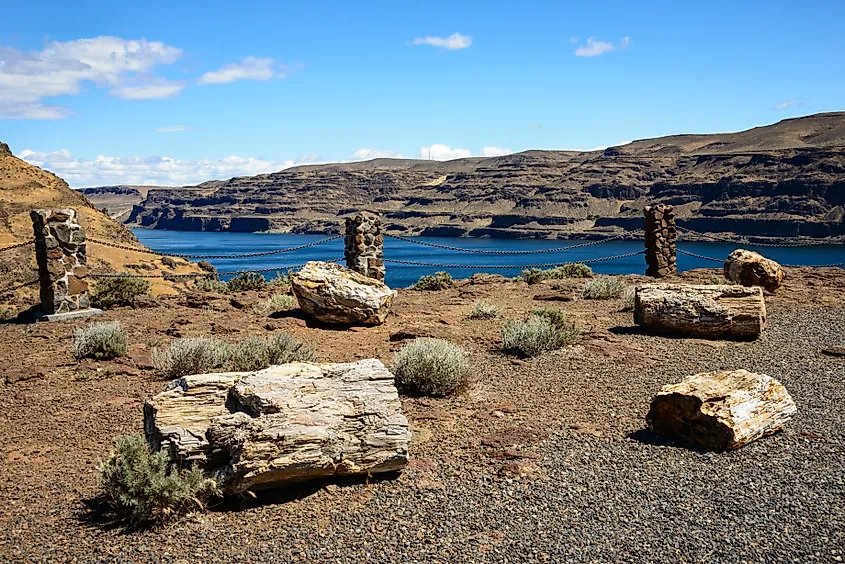 Ginkgo Petrified Forest State Park.