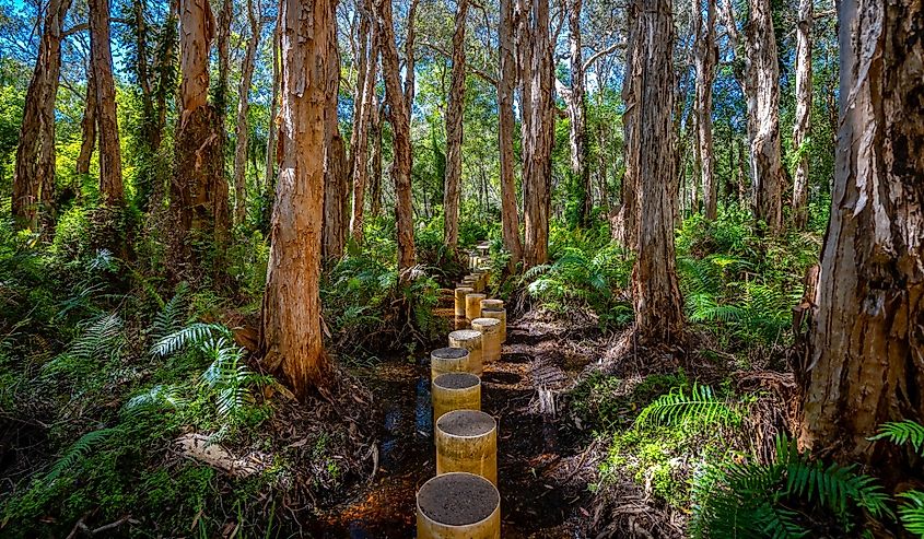 Paperbark Forest Boardwalk in Agnes Water, Queensland, Australia