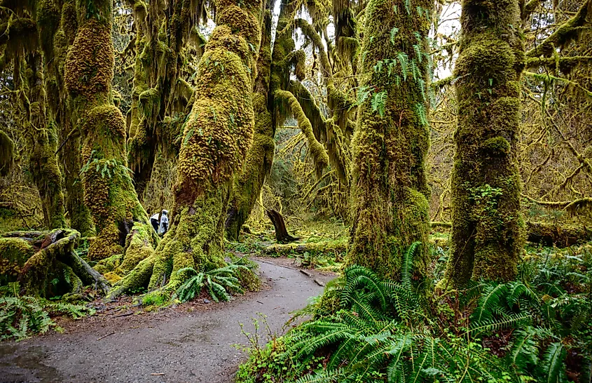 Ferns, Trail, and Forest at Hoh Rainforest in Olympic National Park.