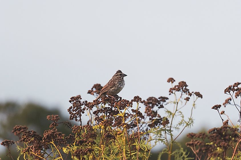 A song sparrow at the Sachuest Point National Wildlife Refuge.