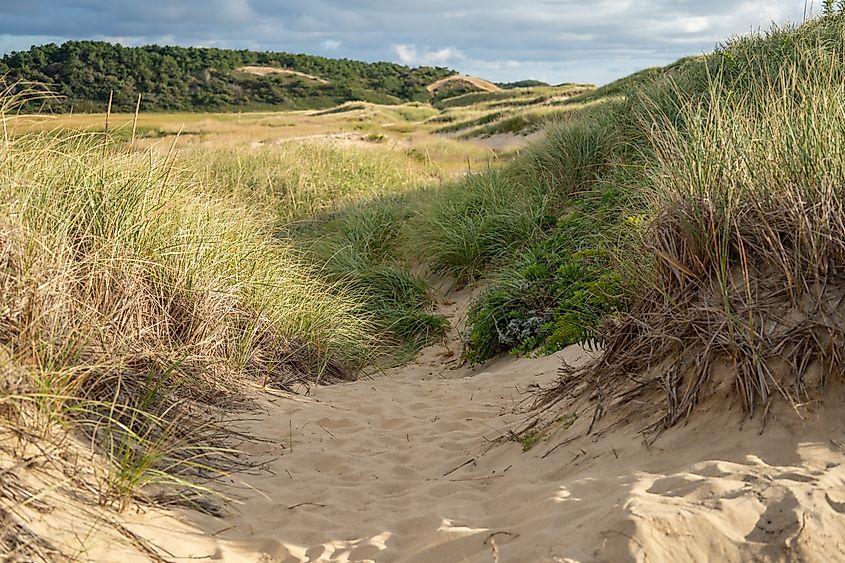 Dunes along the seashore near Wellfleet, Massachusetts.