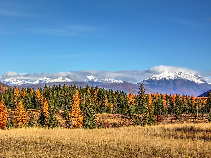 Fall foliage in Glacier National Park, Montana.