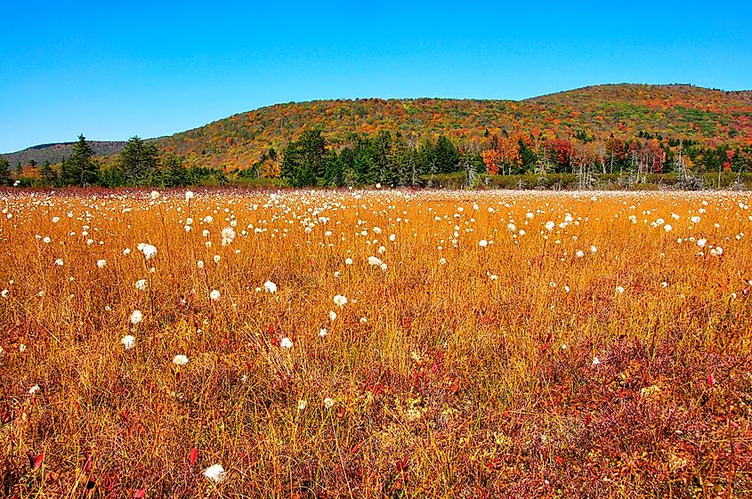 Cranberry Glades Botanical Area