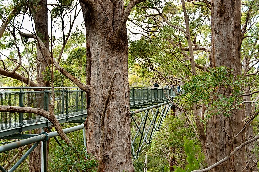 Tree Top Walk in Valley of the Giants in Western Australia.