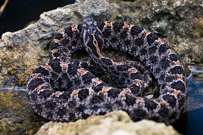 A pygmy rattlesnake coiled up.