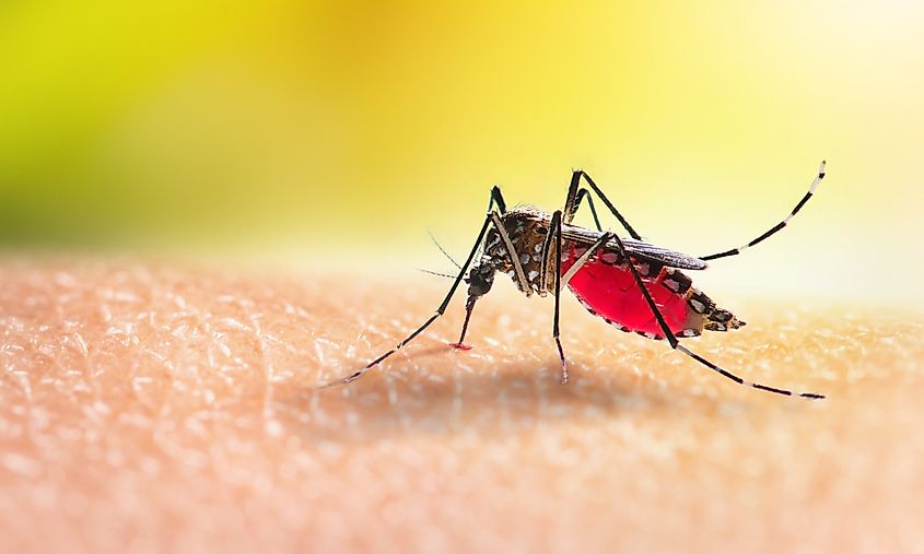 Macro shot of a mosquito feeding on a man's skin.