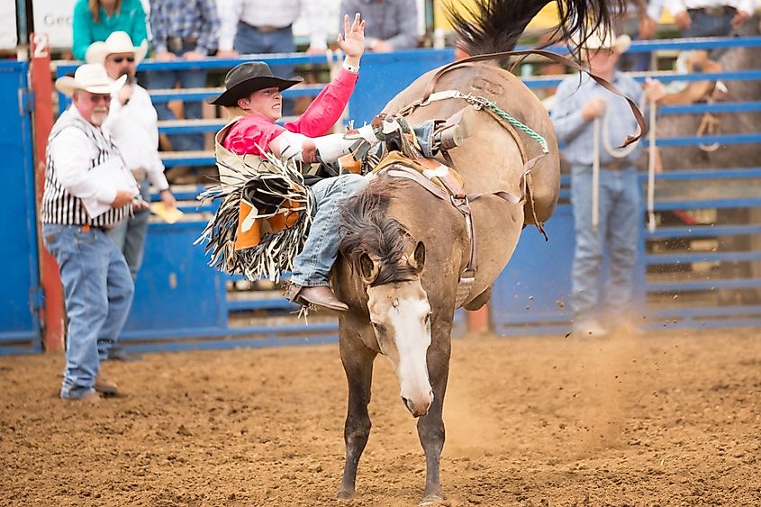 Cowboy hanging on side of bucking horse during the bareback bucking horse competition at the Philomath Rodeo.