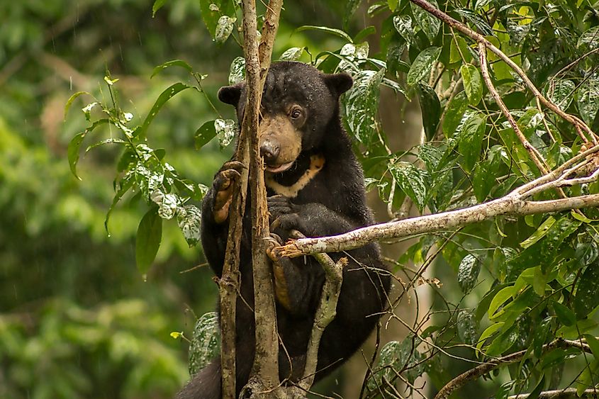 10 Animals Found in Malaysia - WorldAtlas